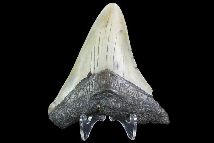 Bargain, Fossil Megalodon Tooth - North Carolina #101247